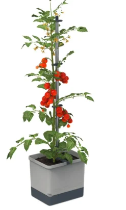 Gusta Garden Tom Tomato mit Bewässerungssystem