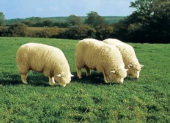 Vorleger aus echtem Merino-Lammfell